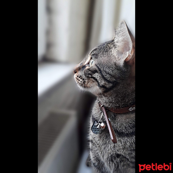 Tekir Kedi, Kedi  Frank fotoğrafı