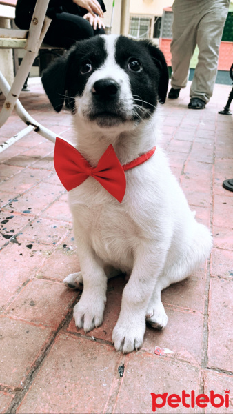 Jack Russell Terrier, Köpek  Şanslı fotoğrafı