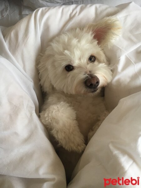 Maltese, Köpek  buffy fotoğrafı