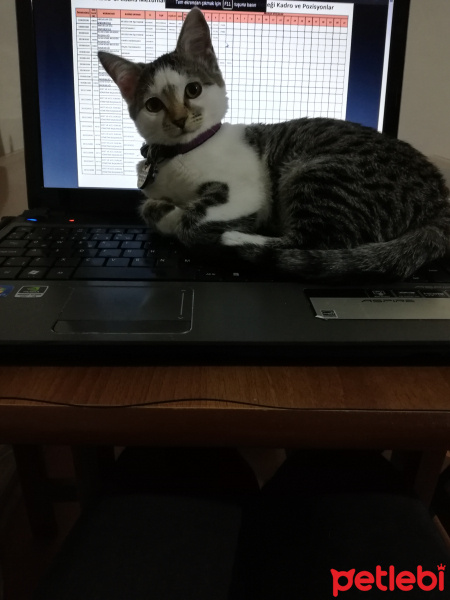 Tekir Kedi, Kedi  Ekinoks fotoğrafı