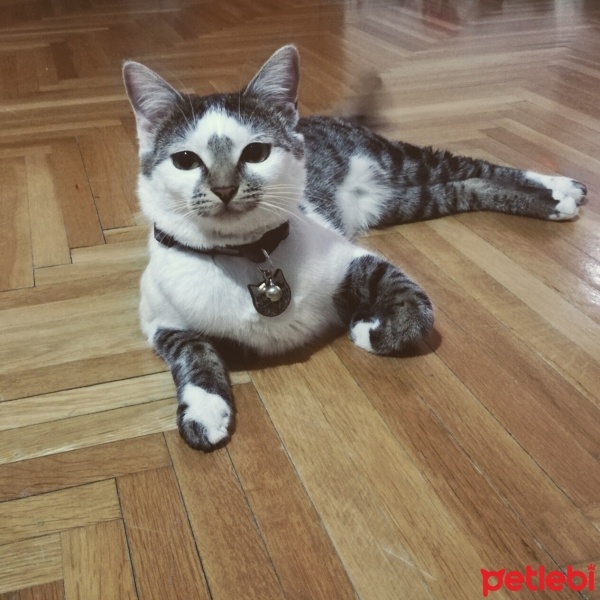 Tekir Kedi, Kedi  Ekinoks fotoğrafı