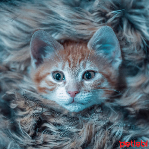 Sarman, Kedi  Sirius fotoğrafı