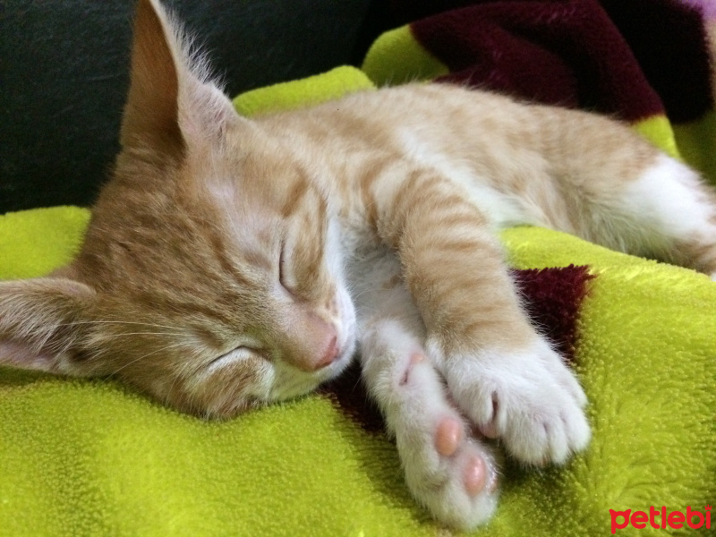 Sarman, Kedi  Sirius fotoğrafı