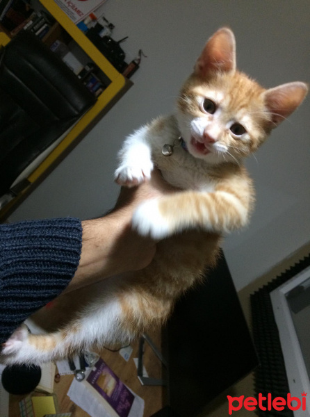 Sarman, Kedi  Sirius fotoğrafı
