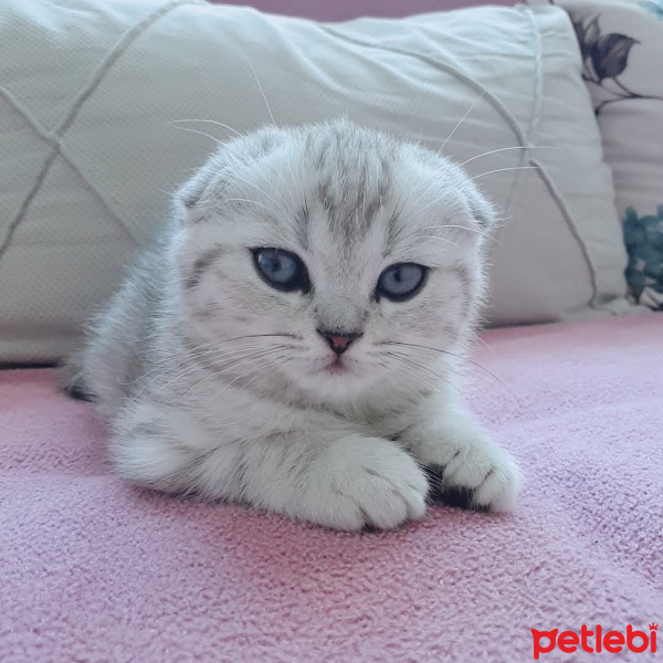 Scottish Fold, Kedi  Paşa fotoğrafı
