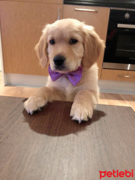 Golden Retriever, Köpek  Poker fotoğrafı