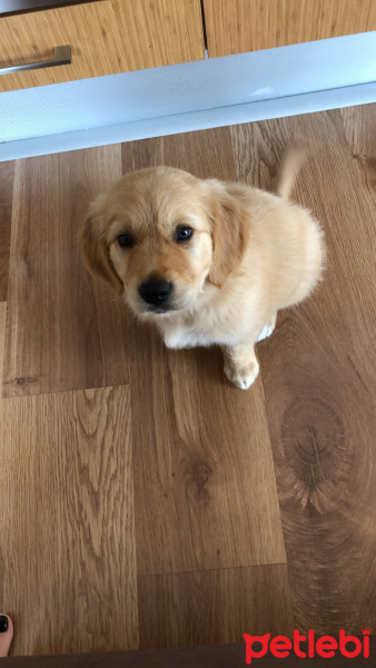 Golden Retriever, Köpek  Poker fotoğrafı