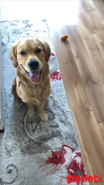 Golden Retriever, Köpek  Poker fotoğrafı