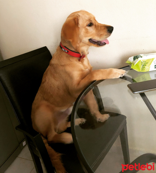 Golden Retriever, Köpek  Poker fotoğrafı