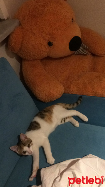 Tekir Kedi, Kedi  Turşu fotoğrafı