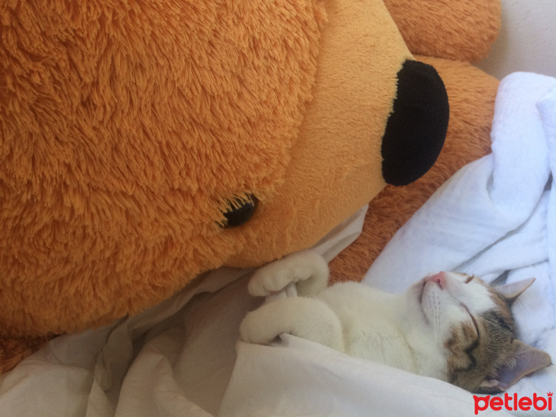 Tekir Kedi, Kedi  Turşu fotoğrafı