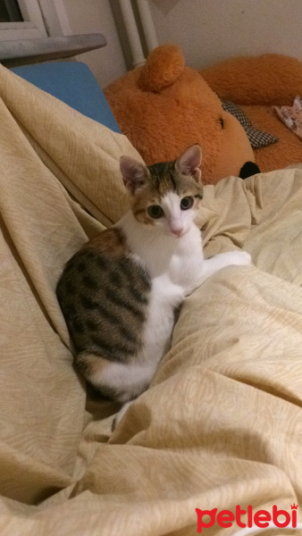 Tekir Kedi, Kedi  Turşu fotoğrafı