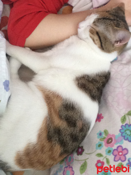 Tekir Kedi, Kedi  Turşu fotoğrafı