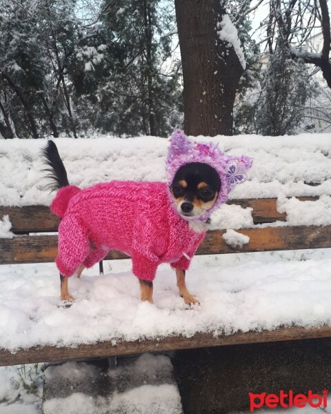 Chihuahua, Köpek  Alfa fotoğrafı