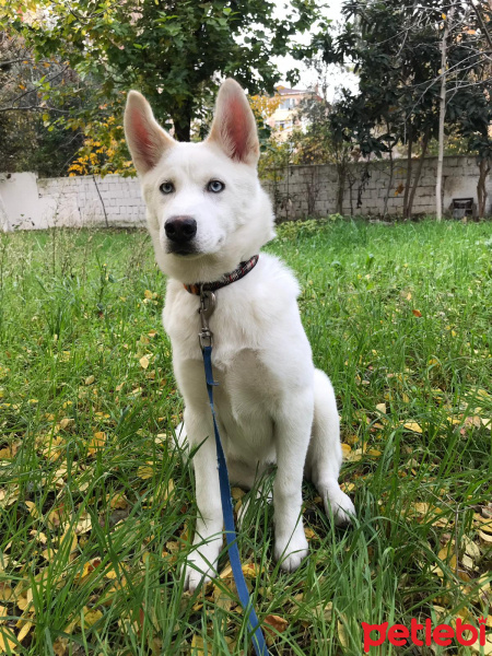 Sibirya Kurdu (Husky), Köpek  Vicky fotoğrafı
