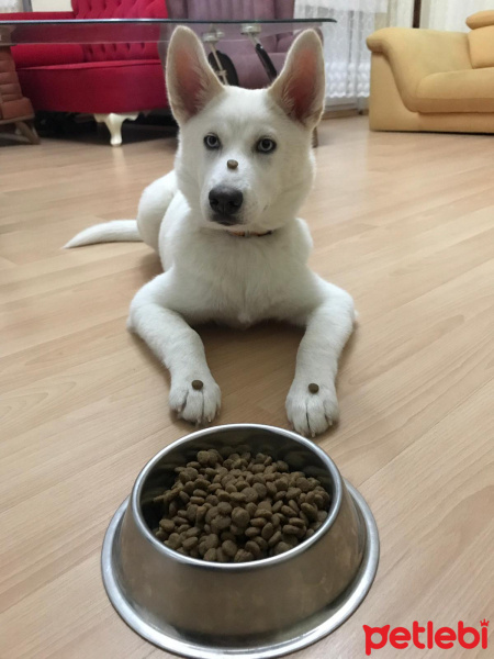 Sibirya Kurdu (Husky), Köpek  Vicky fotoğrafı