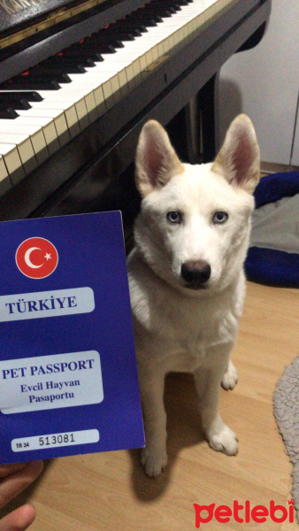 Sibirya Kurdu (Husky), Köpek  Vicky fotoğrafı