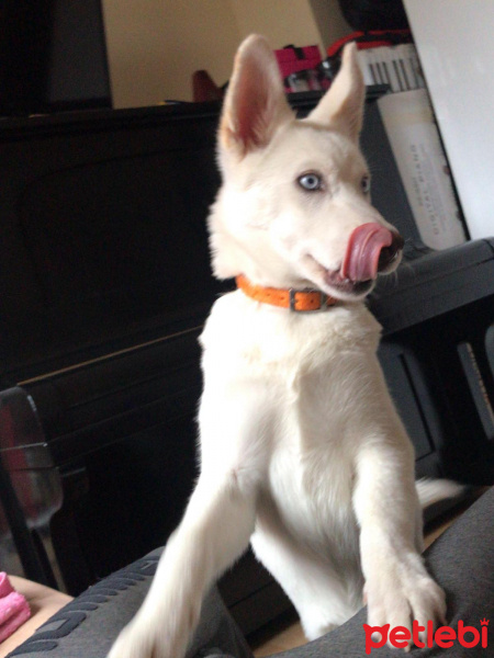Sibirya Kurdu (Husky), Köpek  Vicky fotoğrafı