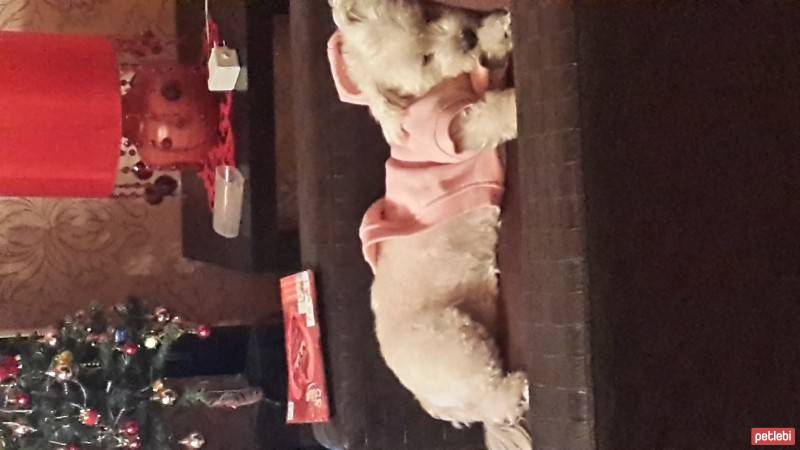 Maltese, Köpek  mila fotoğrafı