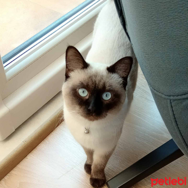 Siyam Kedisi, Kedi  Benjamin fotoğrafı