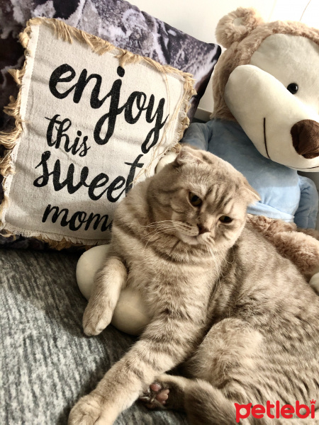 British Shorthair, Kedi  hera fotoğrafı