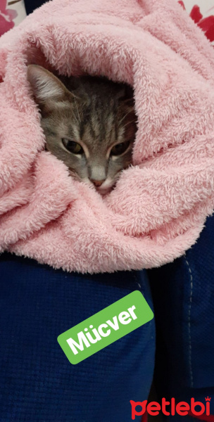 Tekir Kedi, Kedi  Mücver fotoğrafı