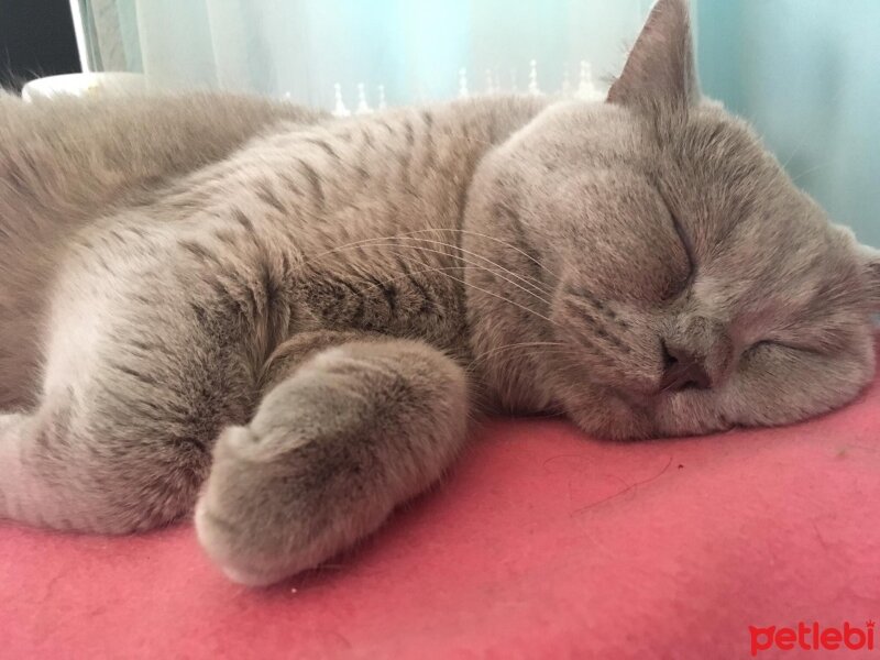 British Shorthair, Kedi  Aşil fotoğrafı