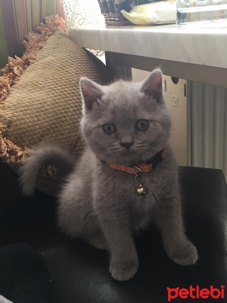 British Shorthair, Kedi  Aşil fotoğrafı