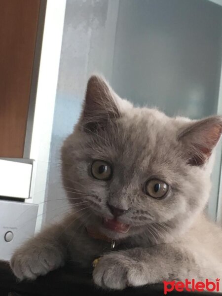 British Shorthair, Kedi  Aşil fotoğrafı