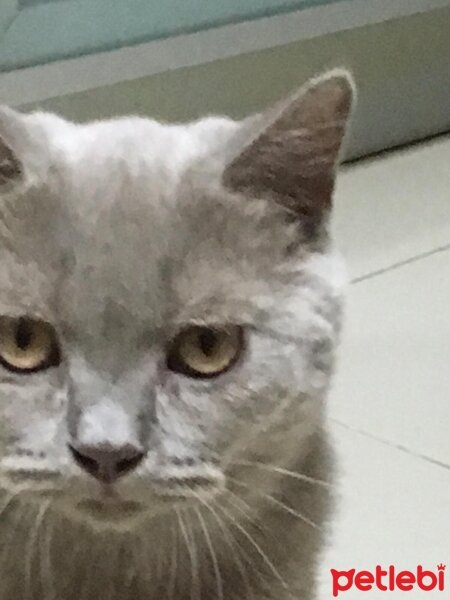 British Shorthair, Kedi  Aşil fotoğrafı