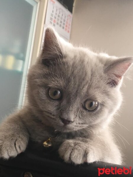 British Shorthair, Kedi  Aşil fotoğrafı