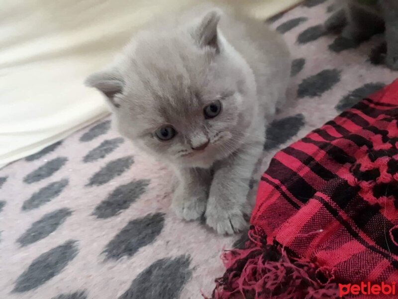 British Shorthair, Kedi  Aşil fotoğrafı