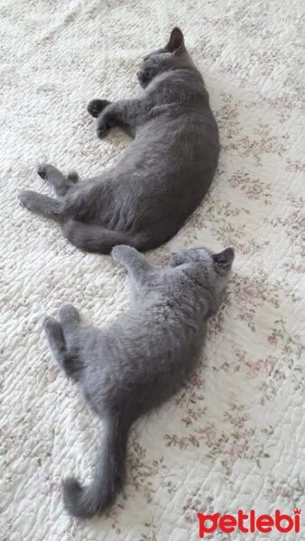 British Shorthair, Kedi  Aşil fotoğrafı