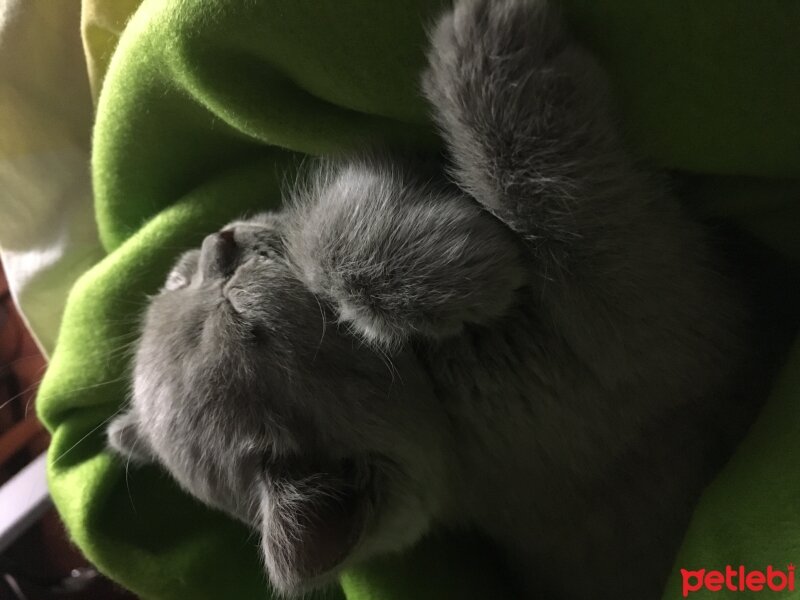 British Shorthair, Kedi  Aşil fotoğrafı