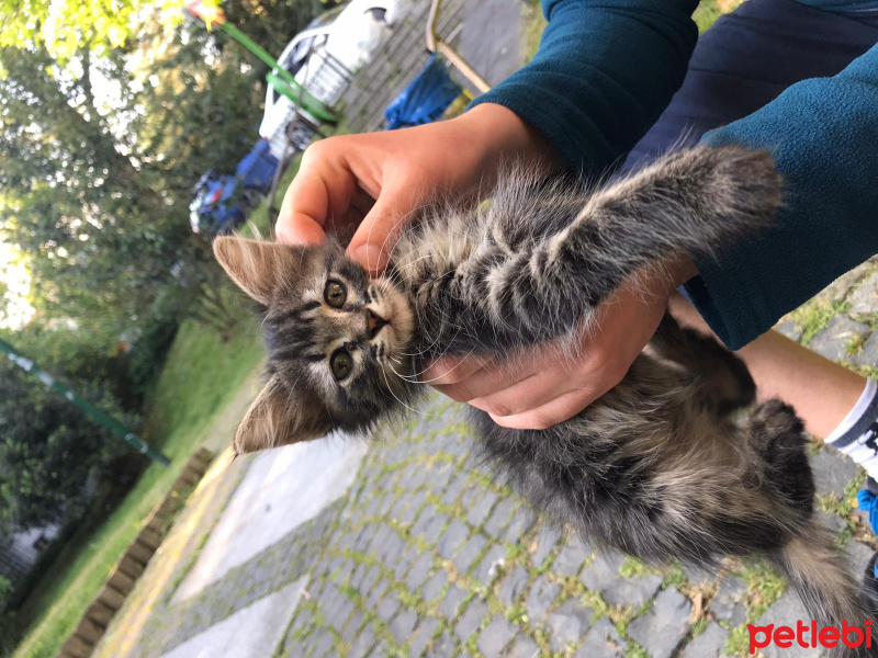 Tekir Kedi, Kedi  eris fotoğrafı