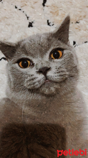 British Shorthair, Kedi  Umut fotoğrafı