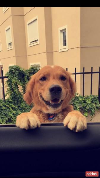 Golden Retriever, Köpek  Şampiyon fotoğrafı