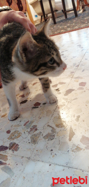 Tekir Kedi, Kedi  Minnoş fotoğrafı