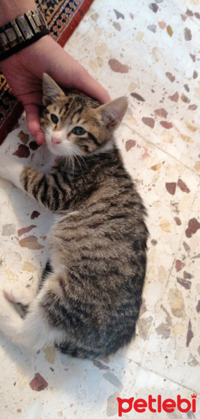 Tekir Kedi, Kedi  Minnoş fotoğrafı