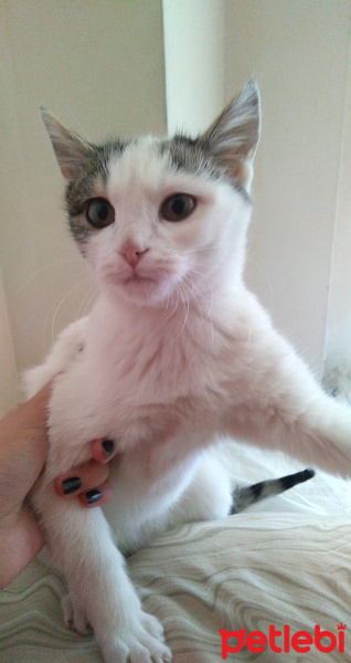 Tekir Kedi, Kedi  Minik fotoğrafı
