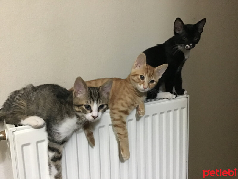 Tekir Kedi, Kedi  Bitmen,anabel,vikvik fotoğrafı