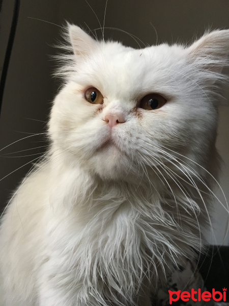 İran Kedisi (Persian), Kedi  Albus fotoğrafı