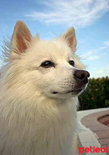 Eskimo Köpeği, Köpek  Badem fotoğrafı