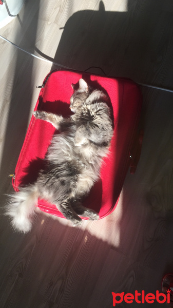Tekir Kedi, Kedi  Tekila fotoğrafı