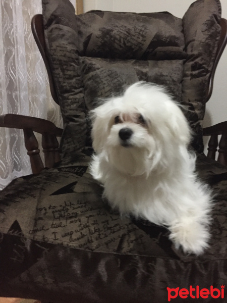 Maltese, Köpek  Sütlaç fotoğrafı