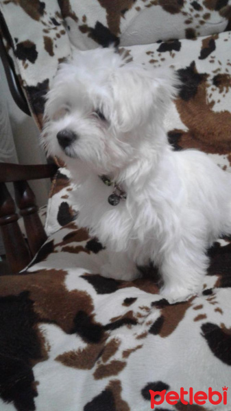 Maltese, Köpek  Sütlaç fotoğrafı