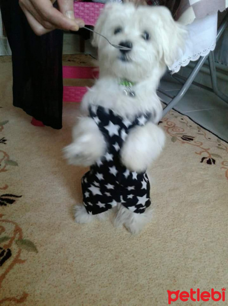 Maltese, Köpek  Sütlaç fotoğrafı