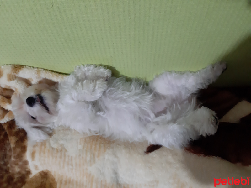 Maltese, Köpek  Sütlaç fotoğrafı