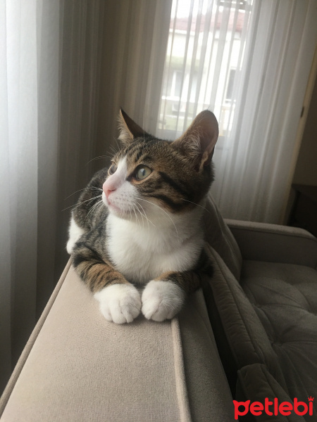 Tekir Kedi, Kedi  Atlas fotoğrafı