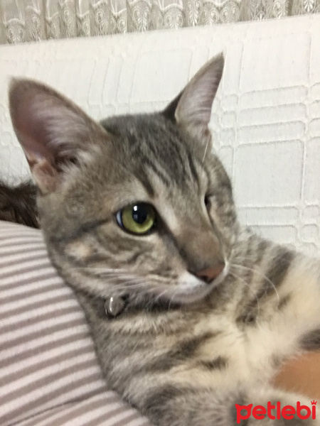 Tekir Kedi, Kedi  asil fotoğrafı